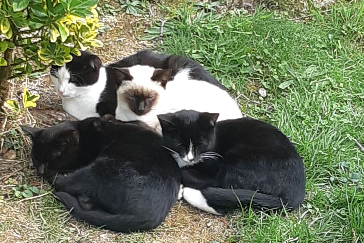 Donne chaton
