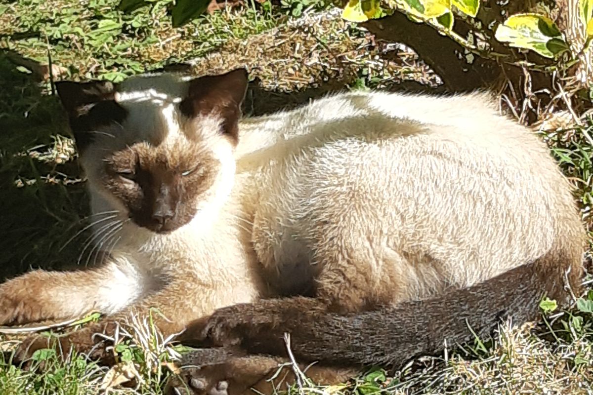 Photo 2 Donne chaton