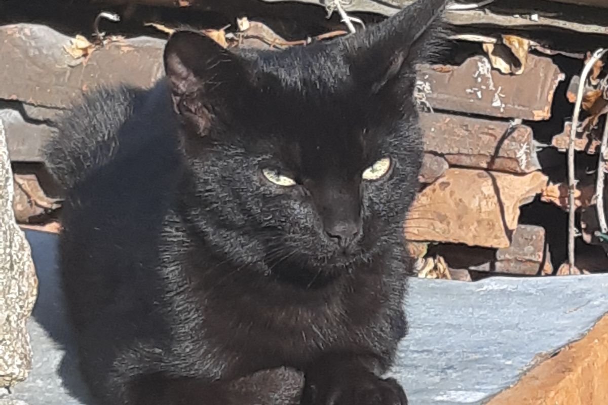 Photo 3 Donne chaton