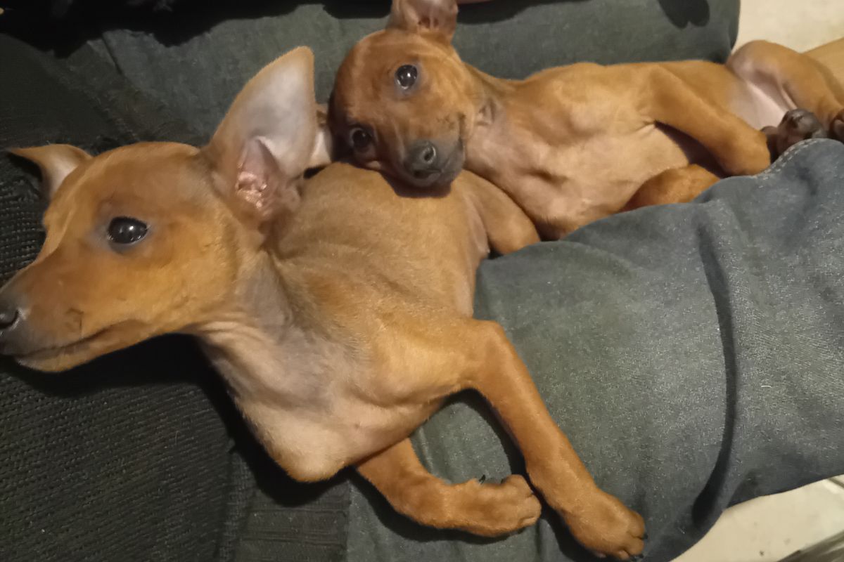 chiot pinscher nain 