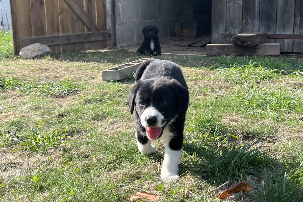Chiots à adopter