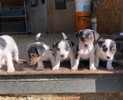 Apparence jack russel