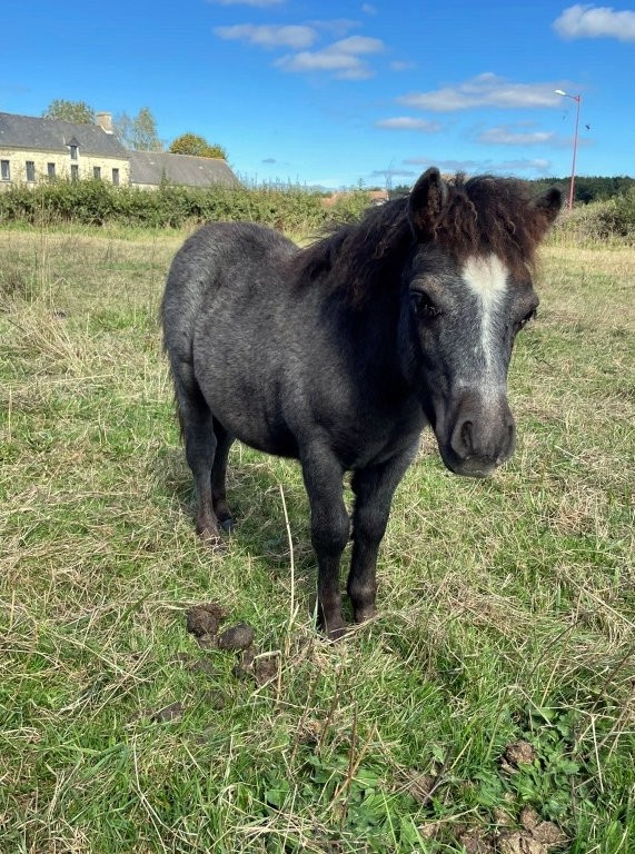 Poney shetland
