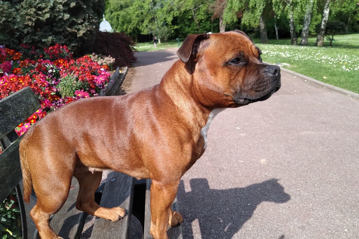 Chiots Staffordshire Bull Terrier staffie rouge masque noir 