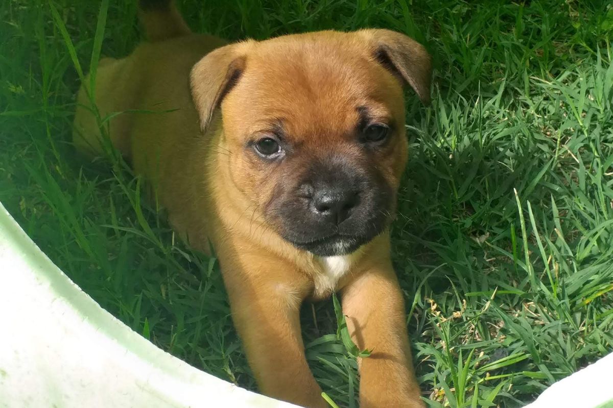 Photo 3 Chiots Staffordshire Bull Terrier staffie rouge masque noir 