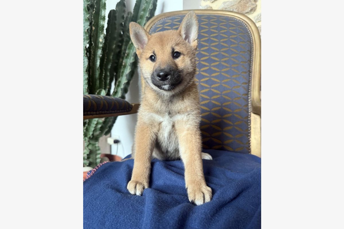 Race shiba inu