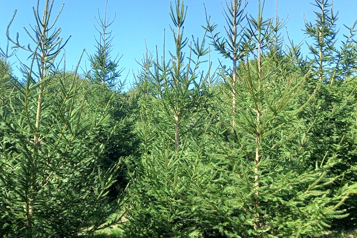 Photo 2 Grands sapins de Noël, à réserver 