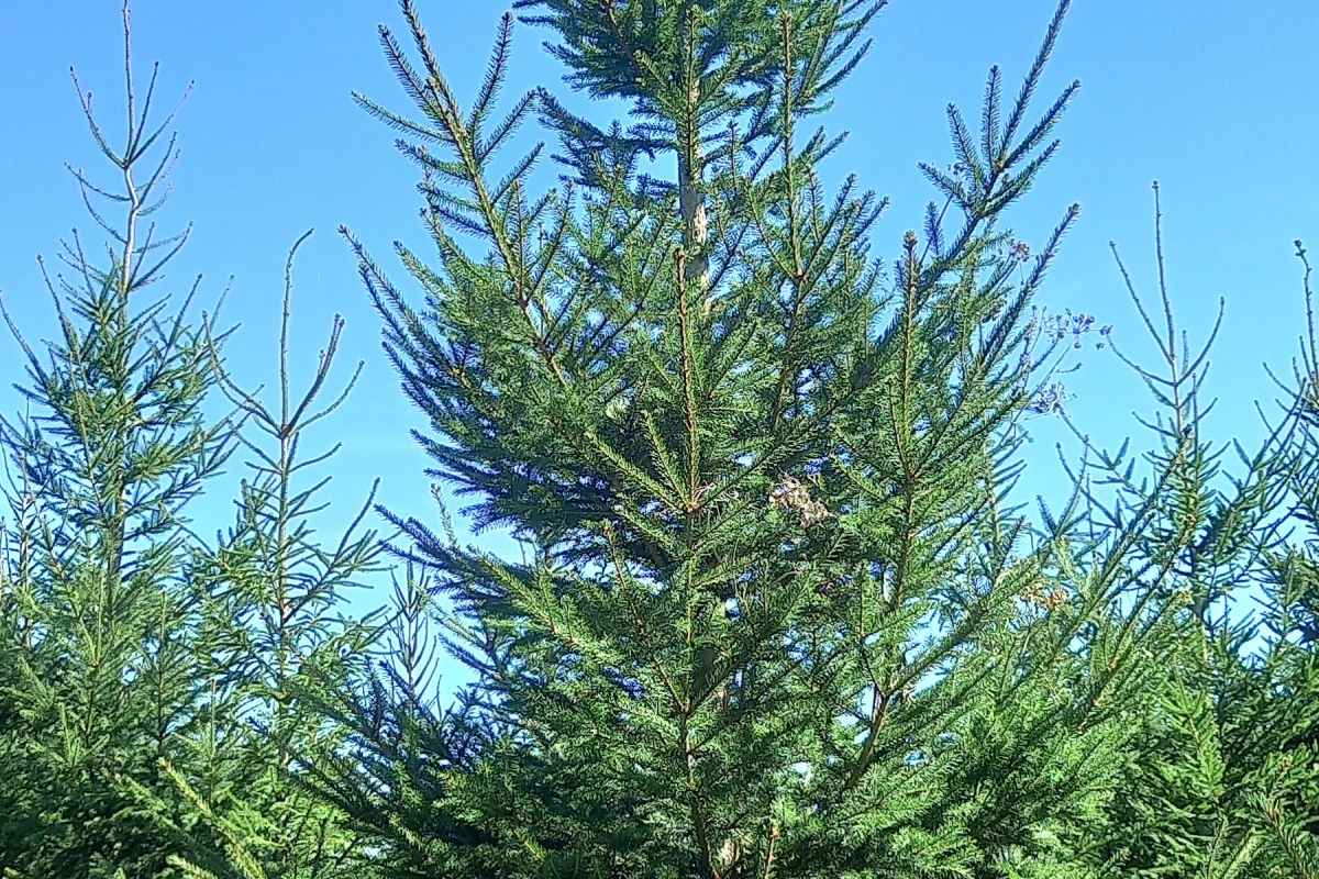 Grands sapins de Noël, à réserver 
