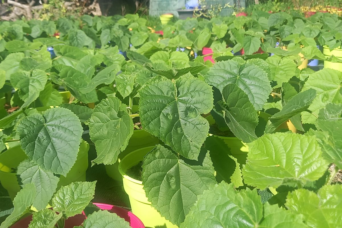 Paulownias en pots