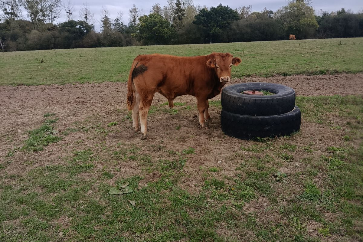 Photo 3 Pur limousin mâle