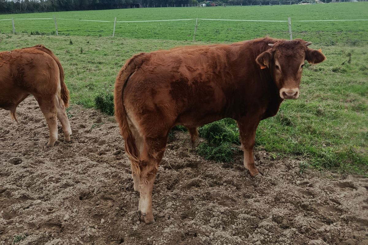 Pur limousin mâle