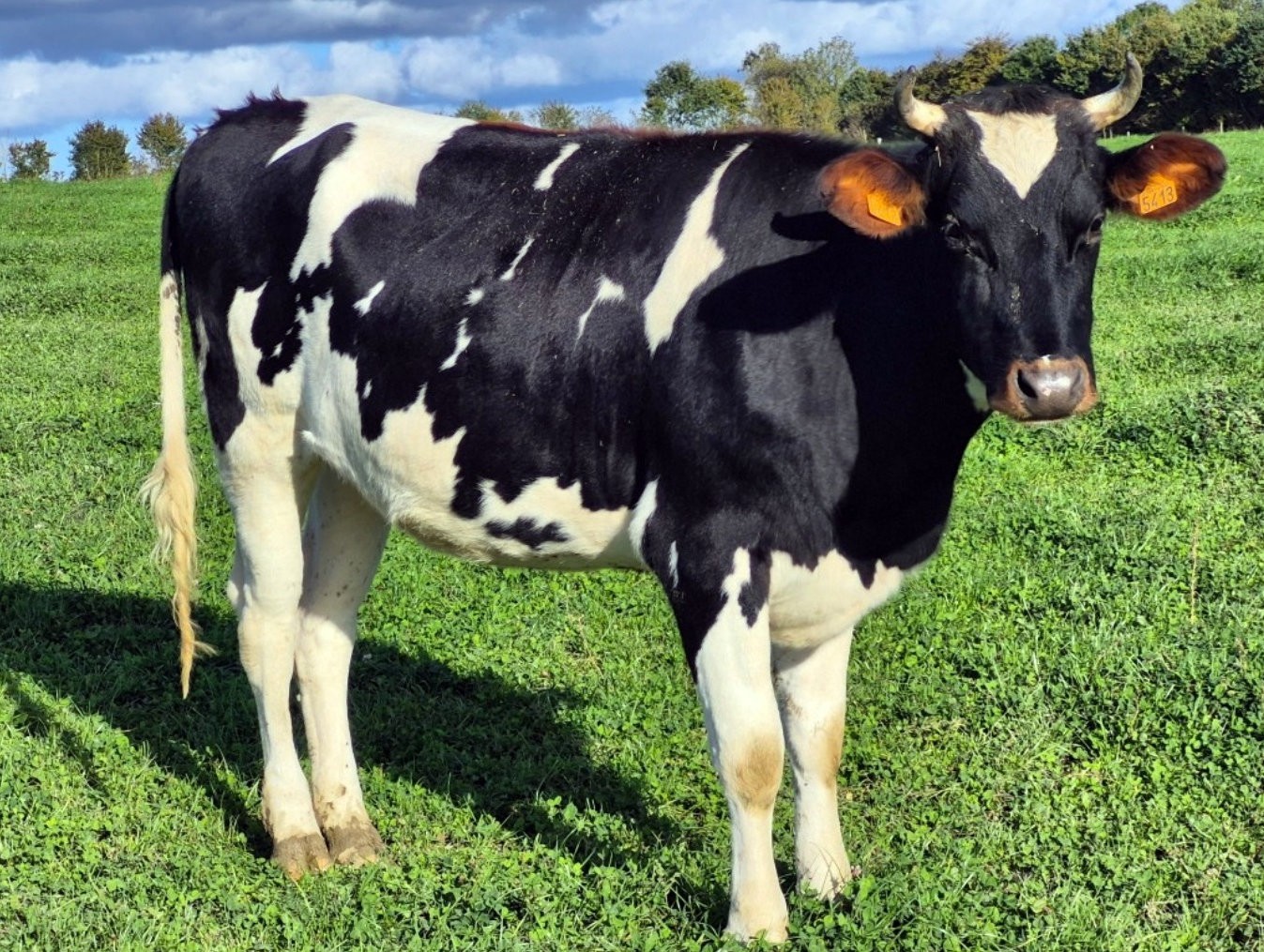 11 génisses holsteins