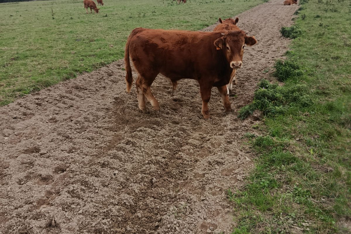 Photo 3 Pur limousin mâle
