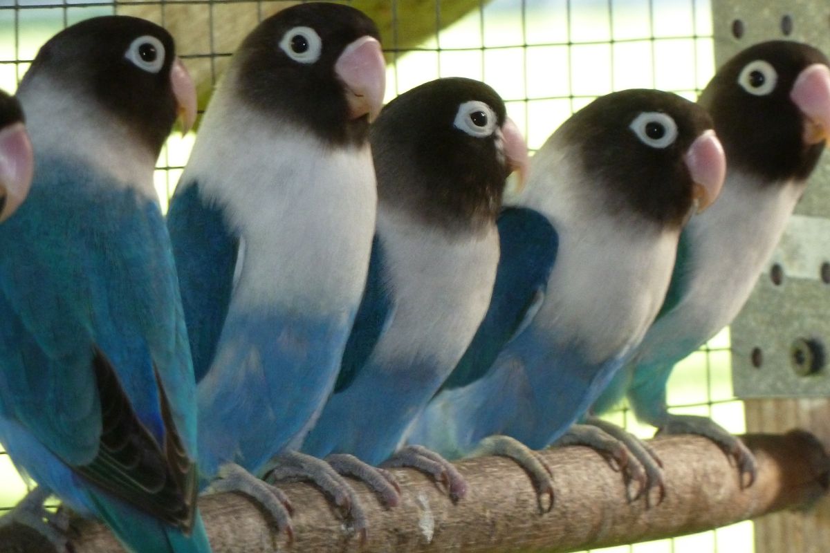 OISEAUX PERSONATA