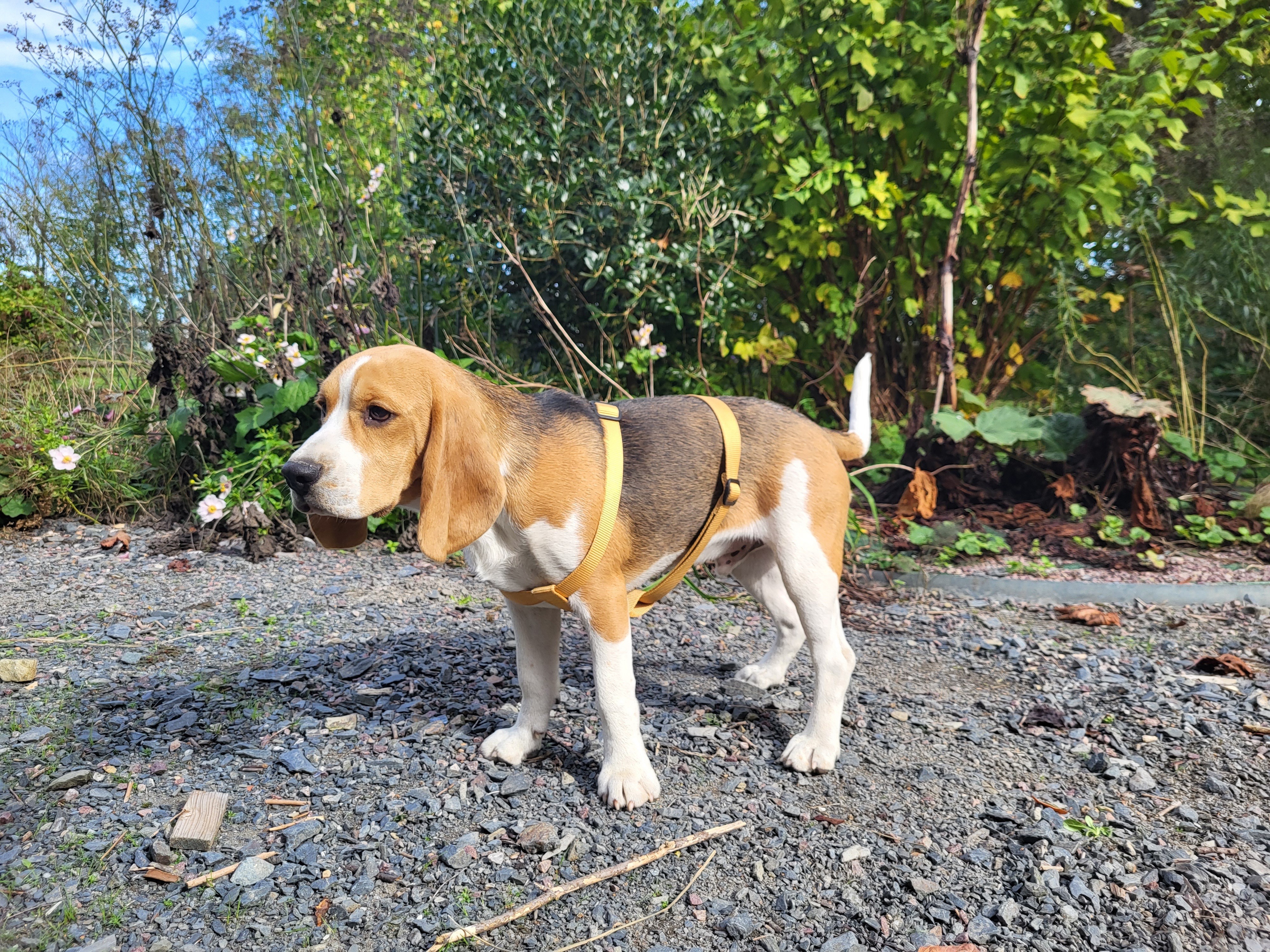 Race beagle