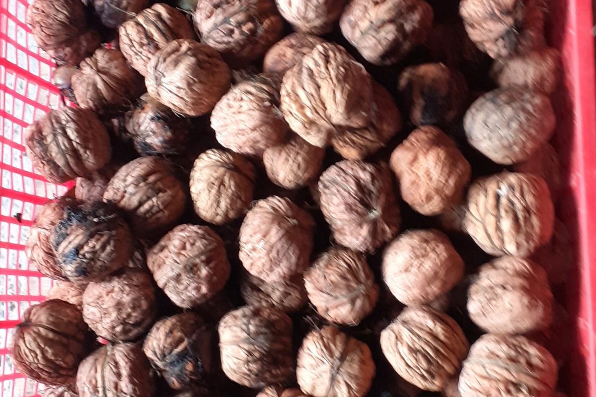 Grosses noix et Potimarrons