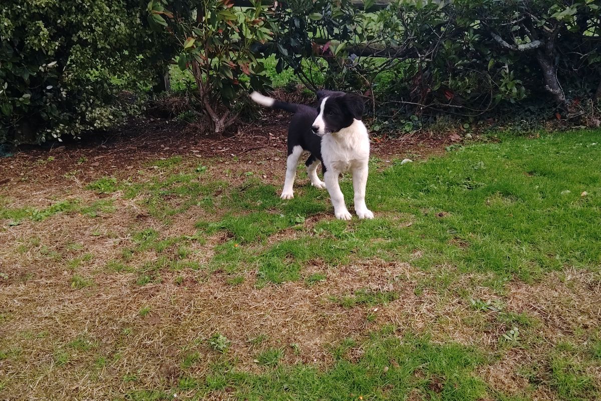 border collie