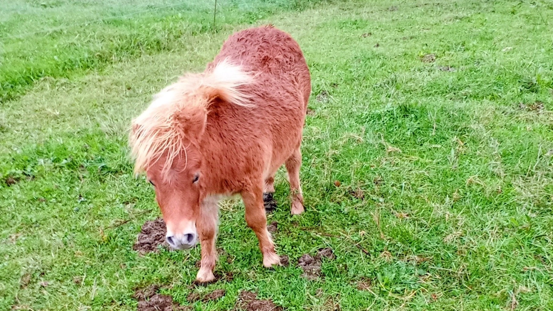 Poney shetland