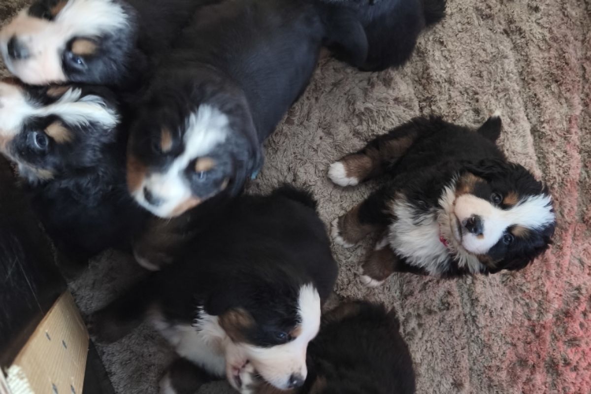 Photo 3 A RESERVER BOUVIER BERNOIS