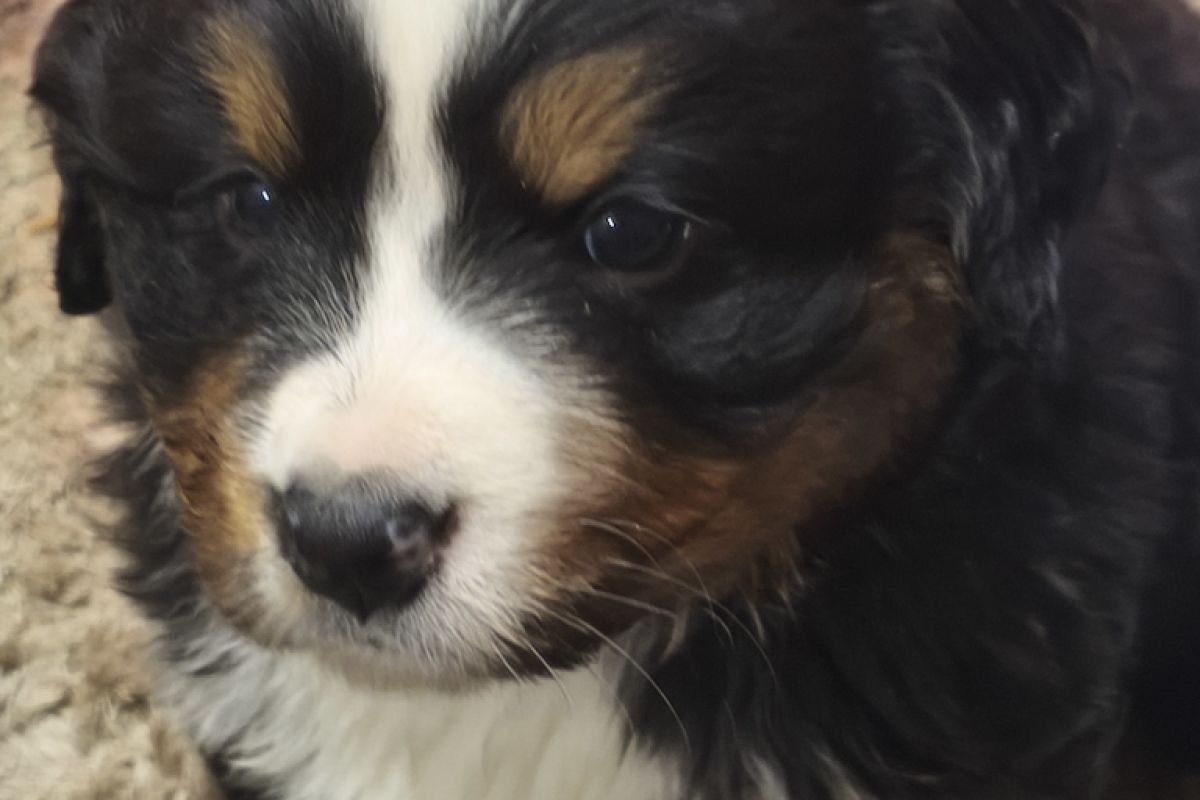 Photo 2 A RESERVER BOUVIER BERNOIS