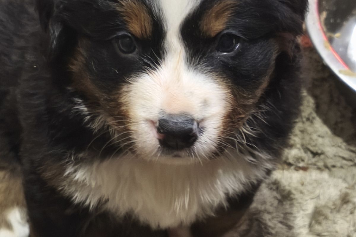 A RESERVER BOUVIER BERNOIS