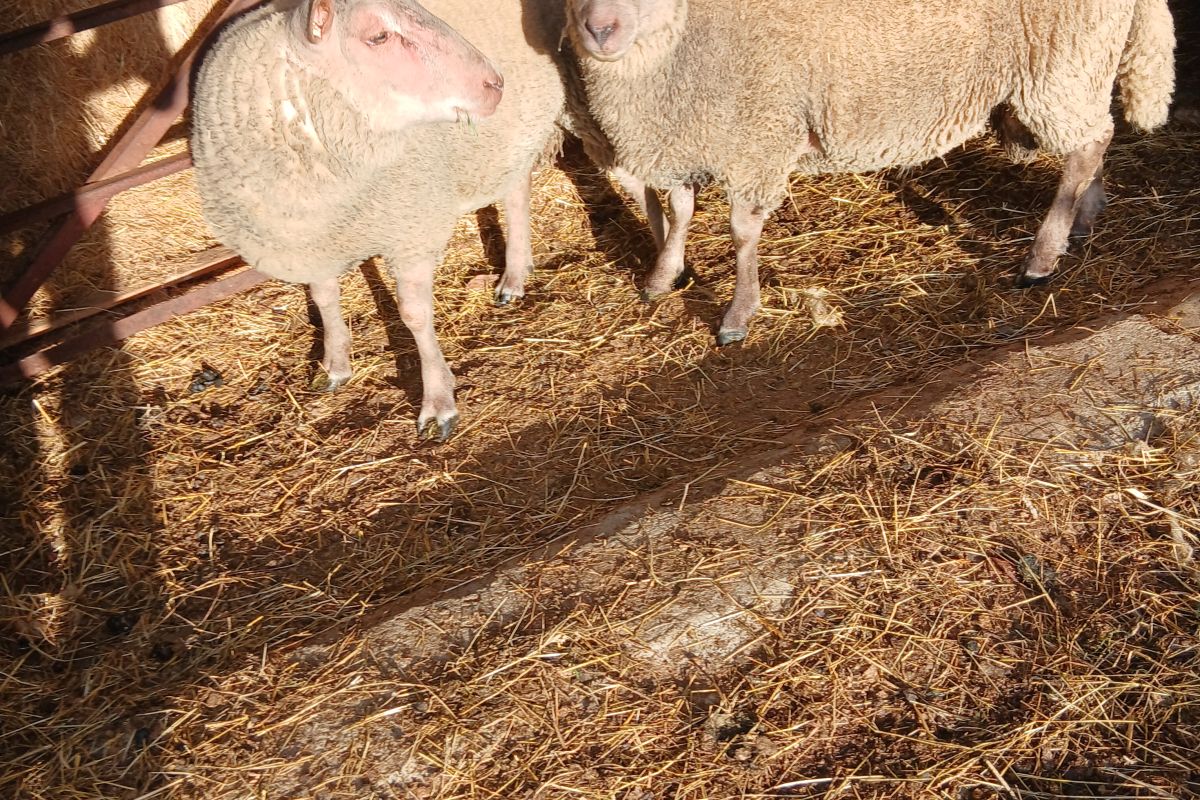 Photo 2 Mouton