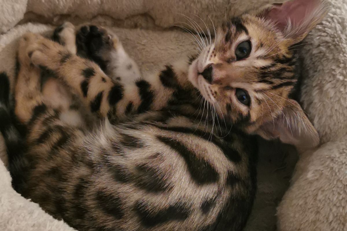 A réserver magnifiques chatons Bengal LOOF