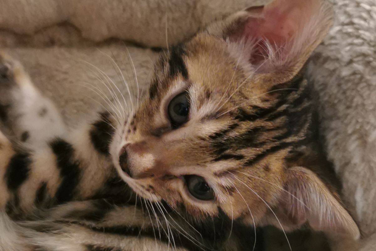 Photo 2 A réserver magnifiques chatons Bengal LOOF