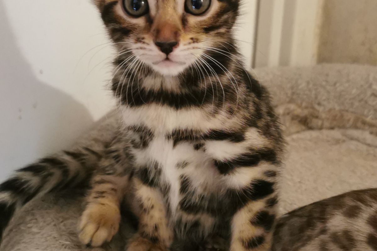 Photo 3 A réserver magnifiques chatons Bengal LOOF