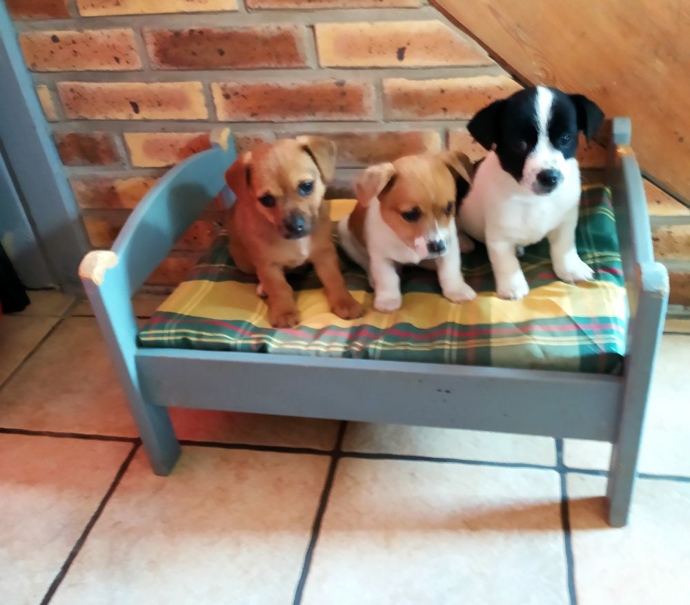 Apparence petits ratiers