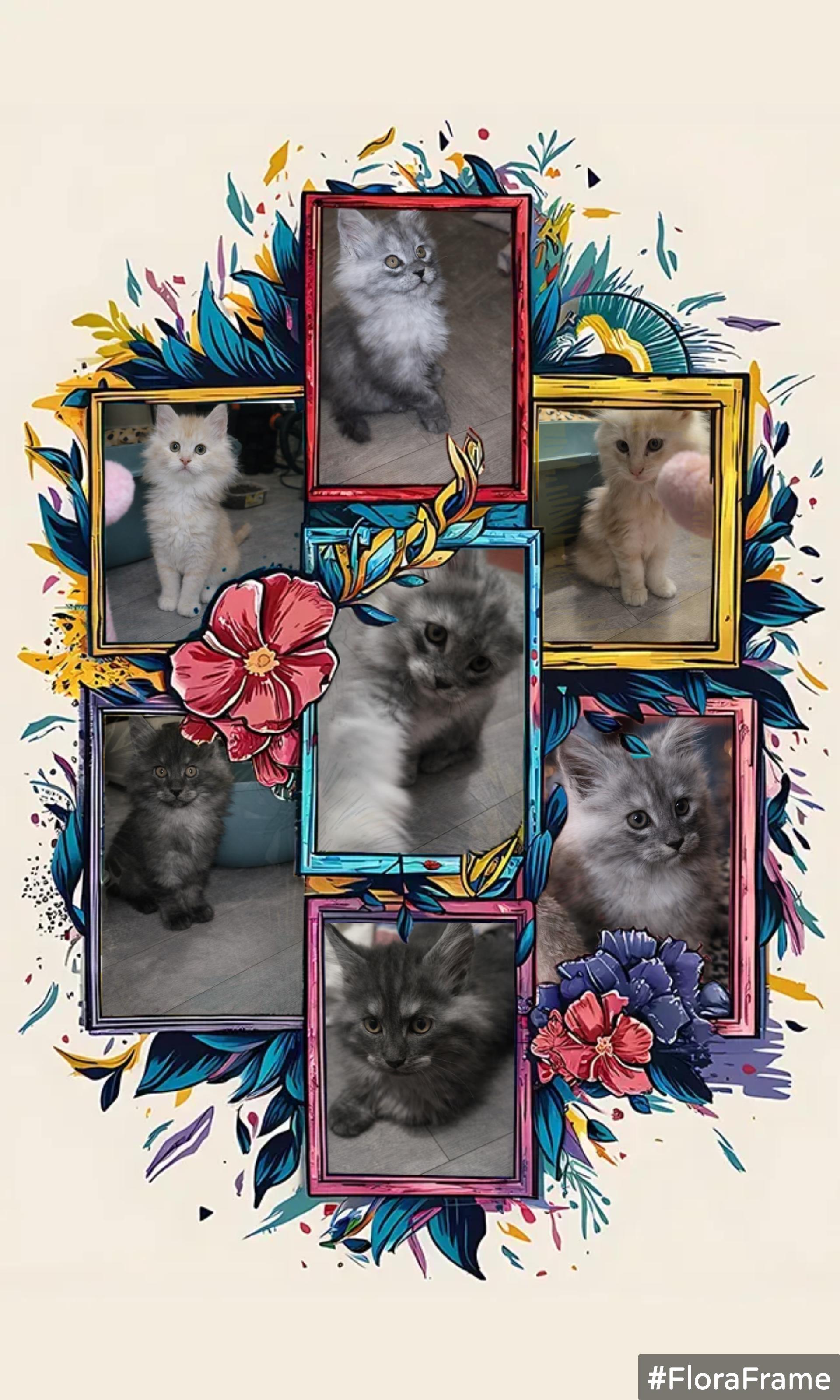 Photo 2 A réserver race maine coon