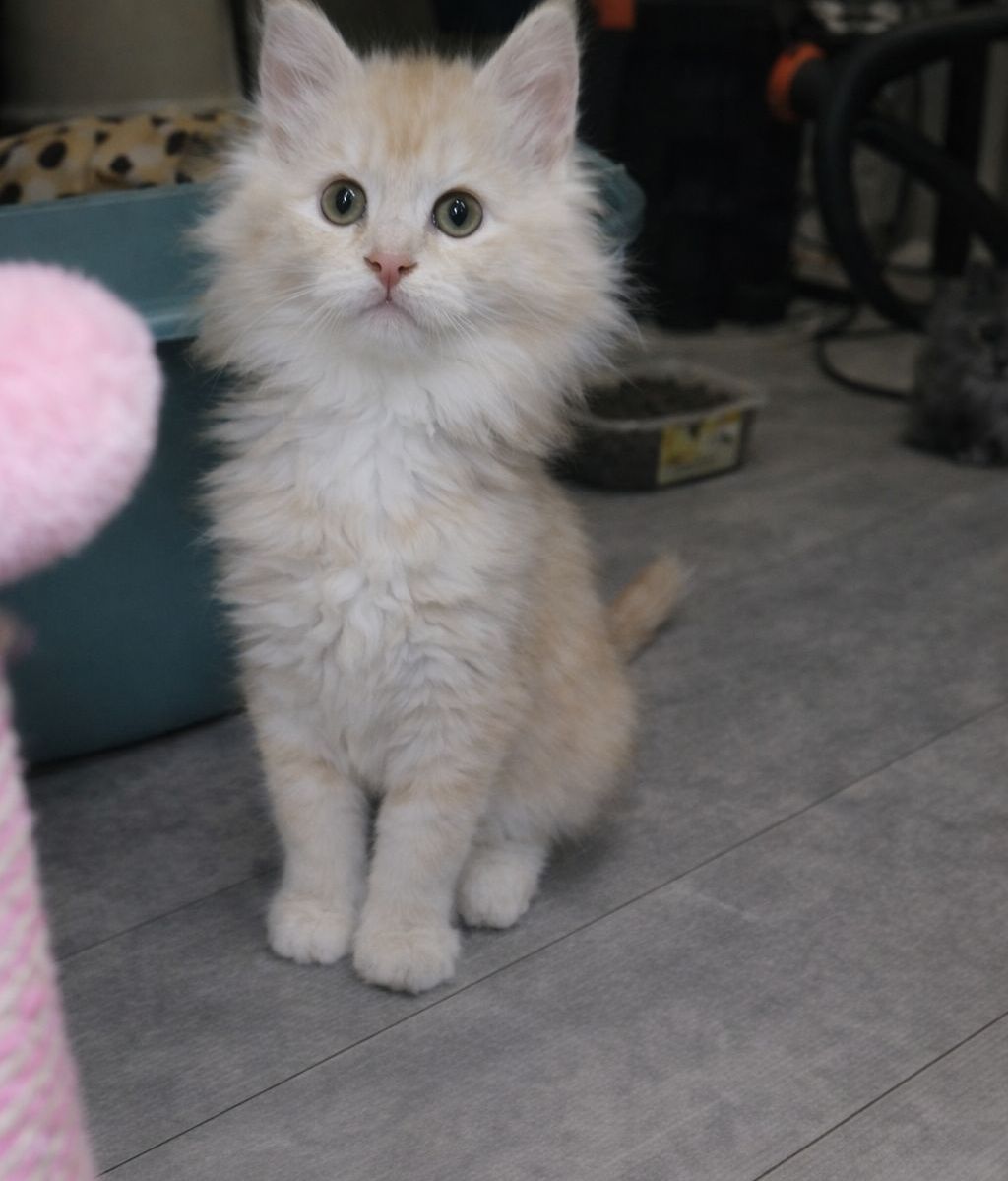 A réserver race maine coon