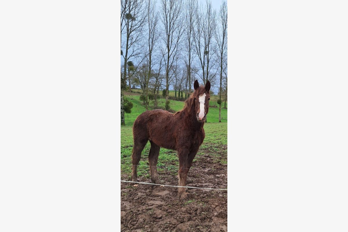 Pouliche Cob-normand