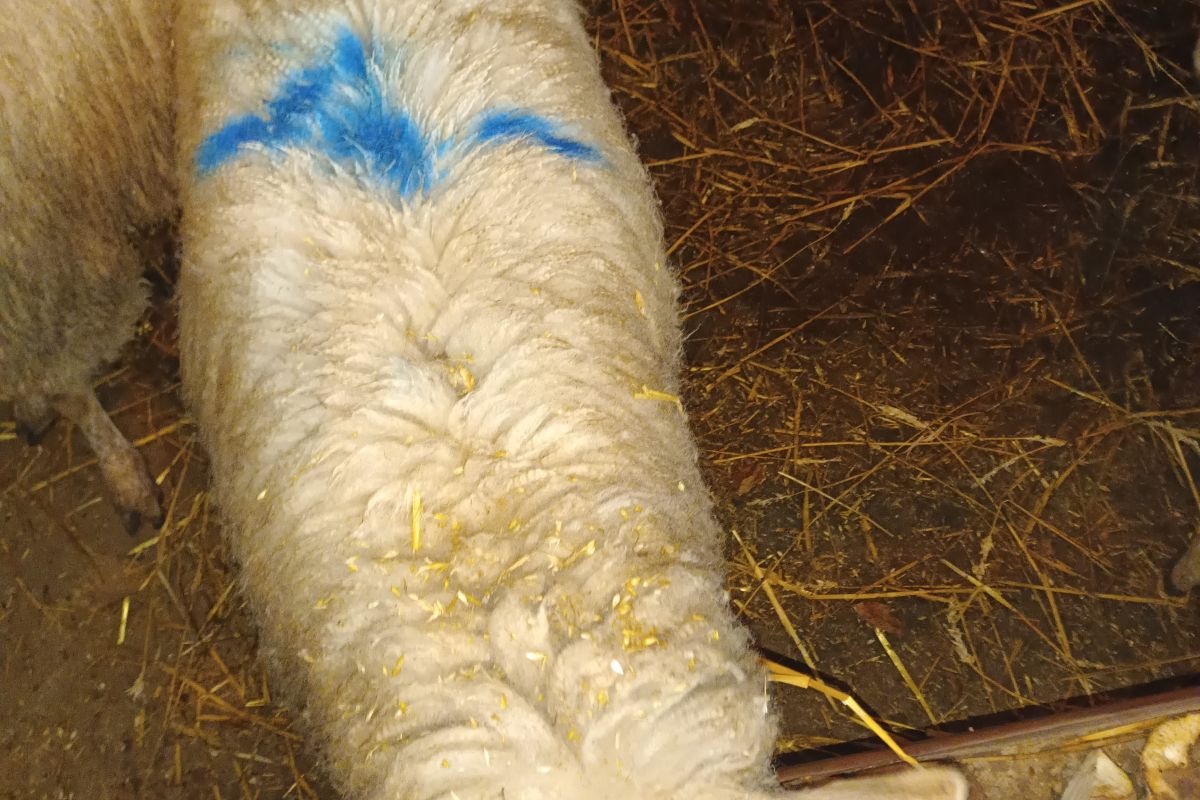 Agnelle née en 2025