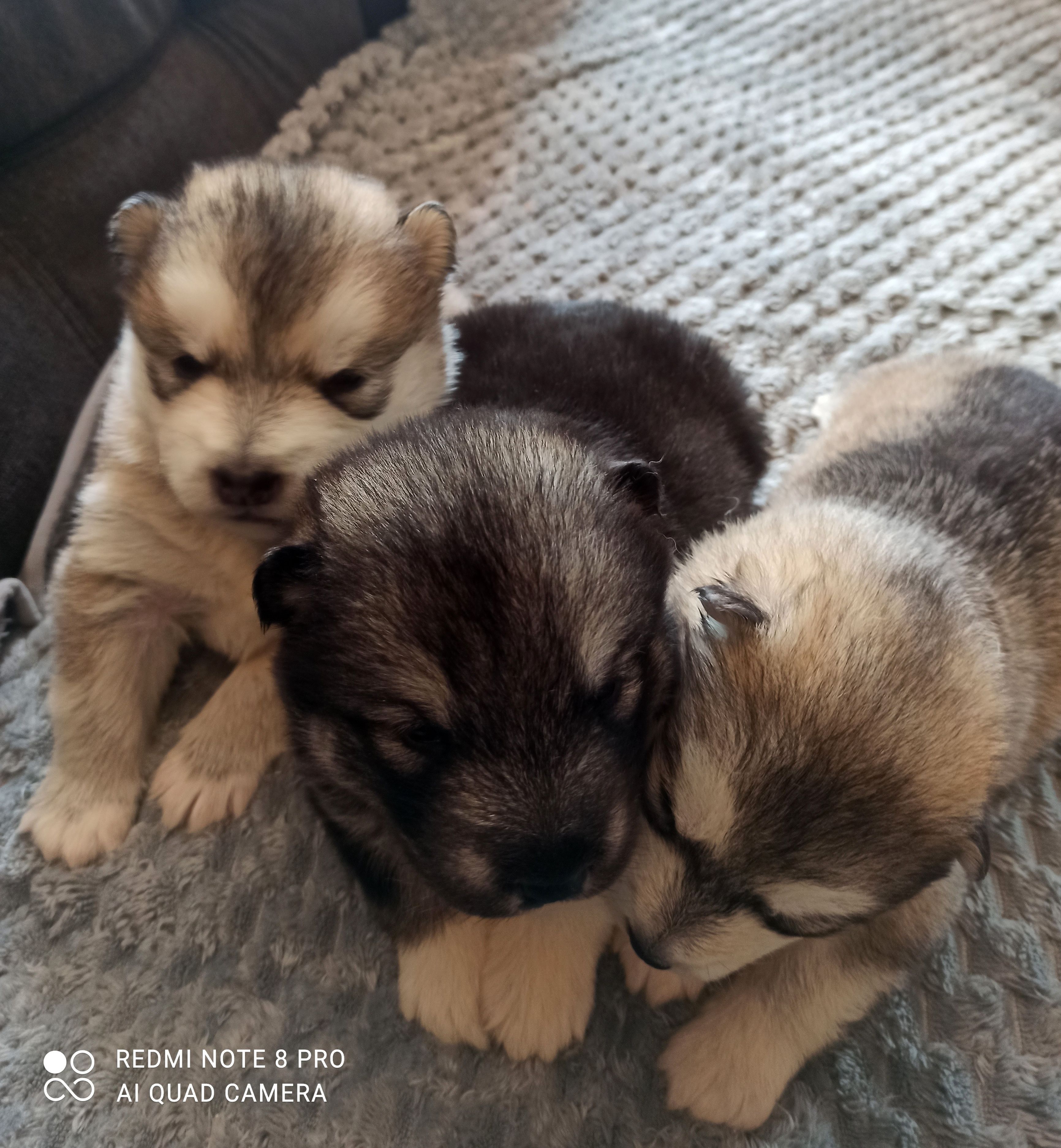 A réserver race malamut de l'Alaska