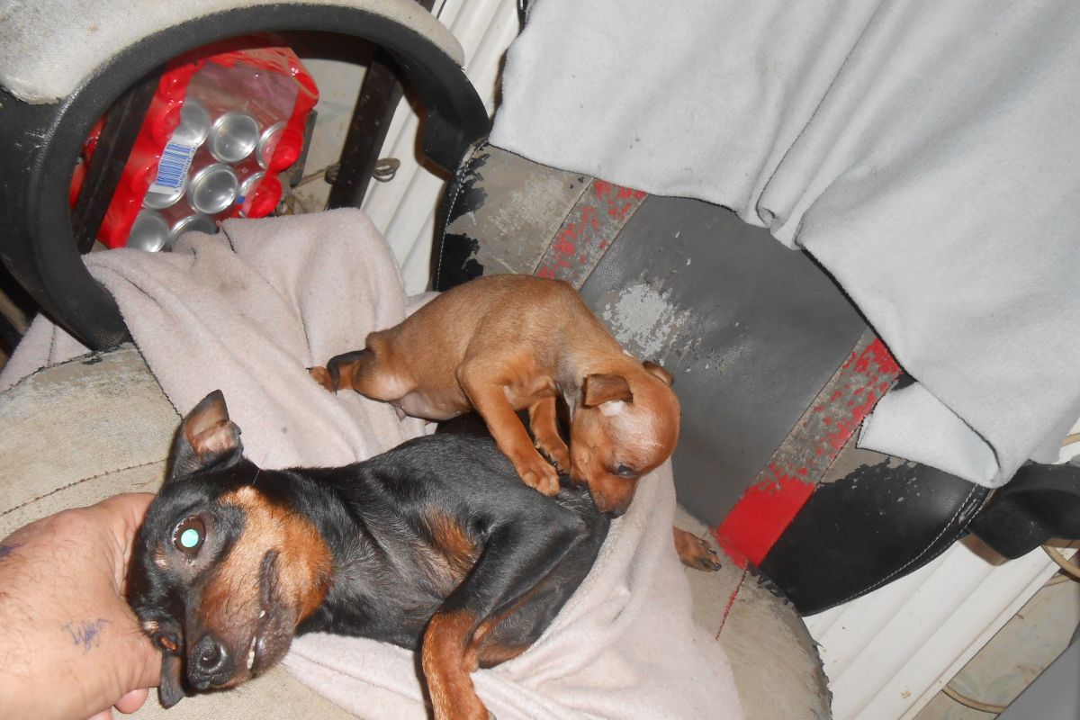 Photo 2 Chiot apparence pinscher nain 