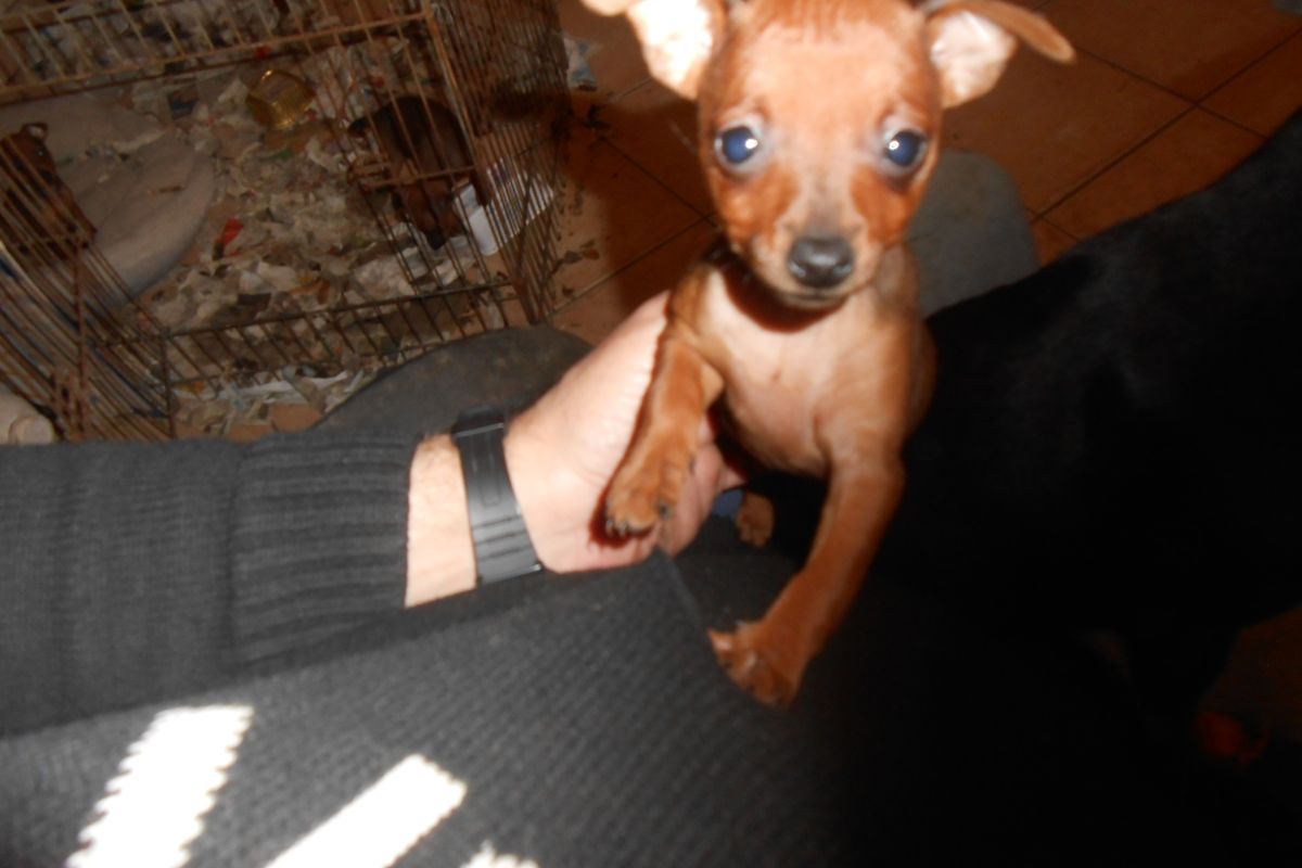 Chiot apparence pinscher nain 
