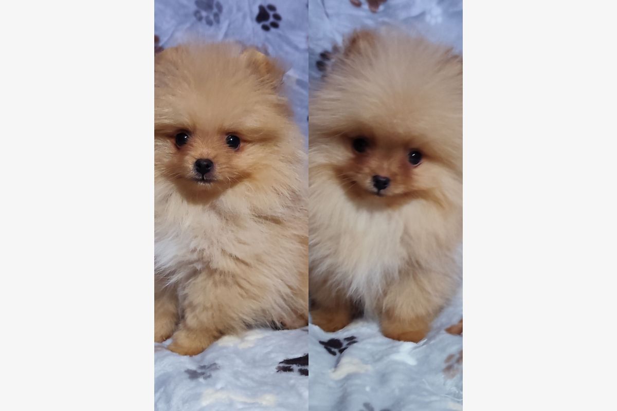 Apparence spitz nain