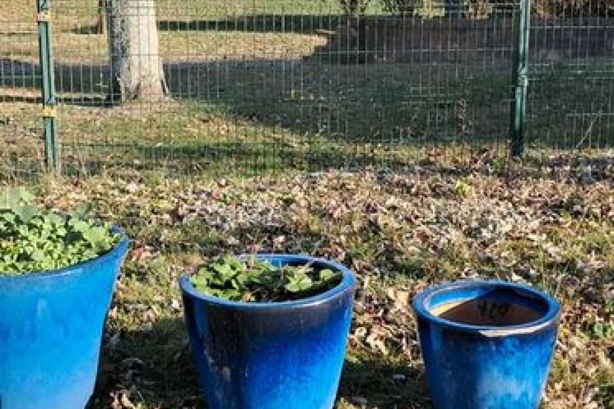 Photo 2 Pots de fleurs