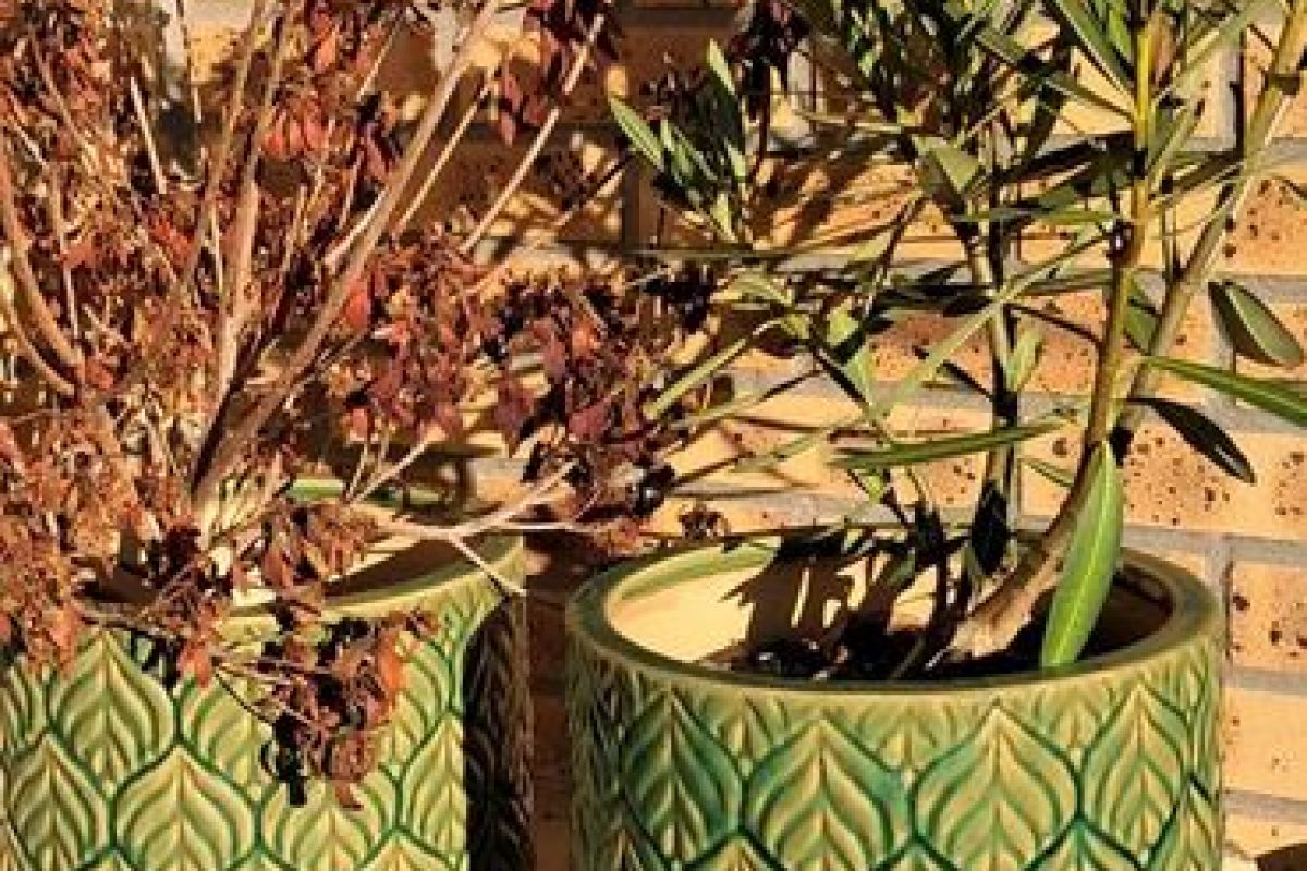 Photo 3 Pots de fleurs