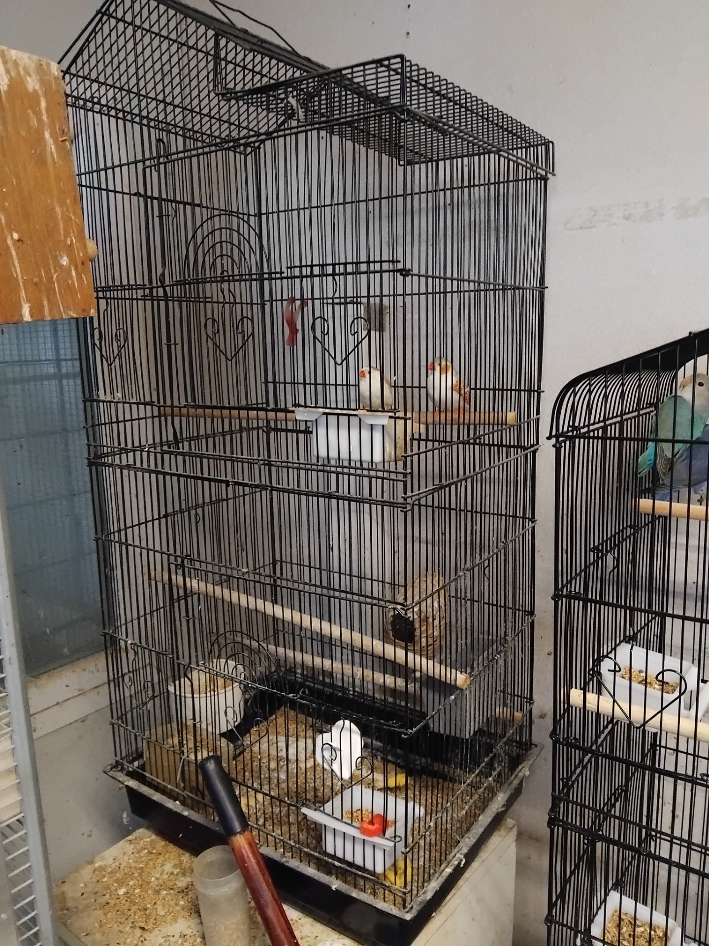 Photo 3 Plusieurs cages à  oiseaux