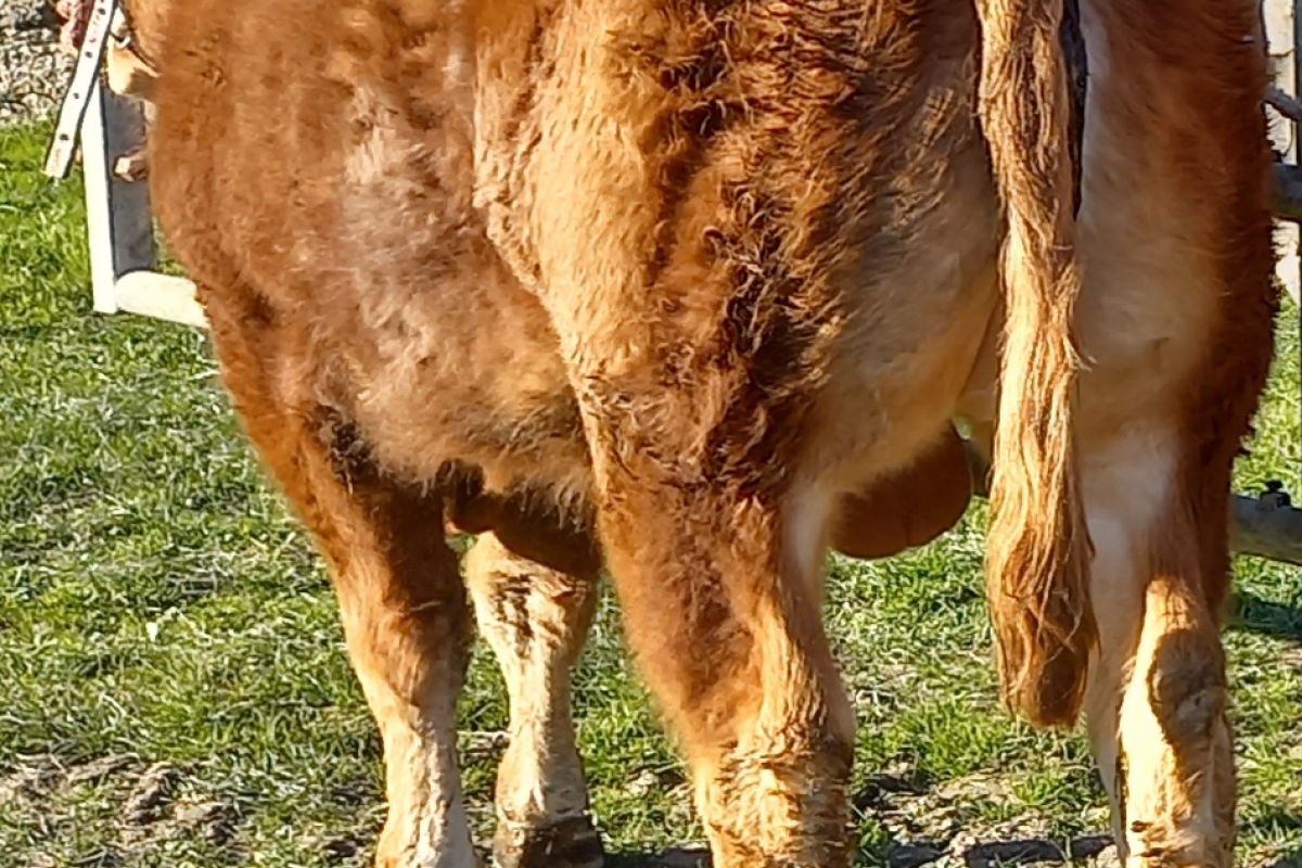 Photo 2 Taureau limousin
