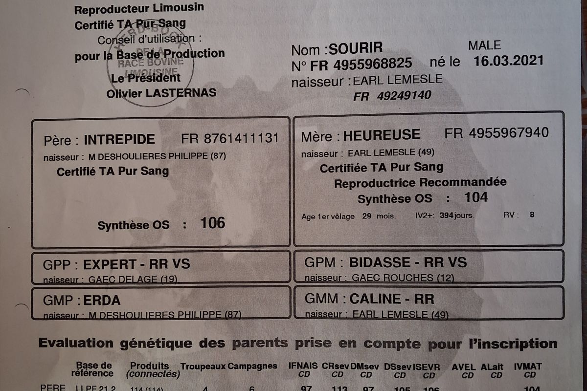 Photo 3 Taureau limousin