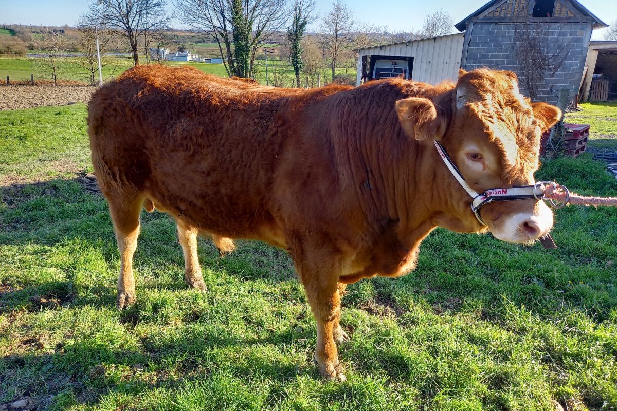 Taureau limousin