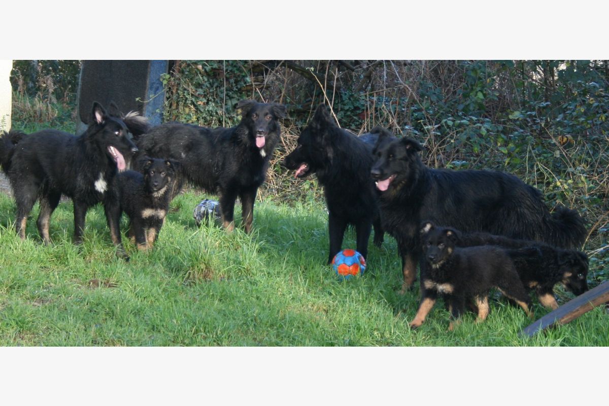 CHIOTS APPARENCE BERGER ALLEMAND