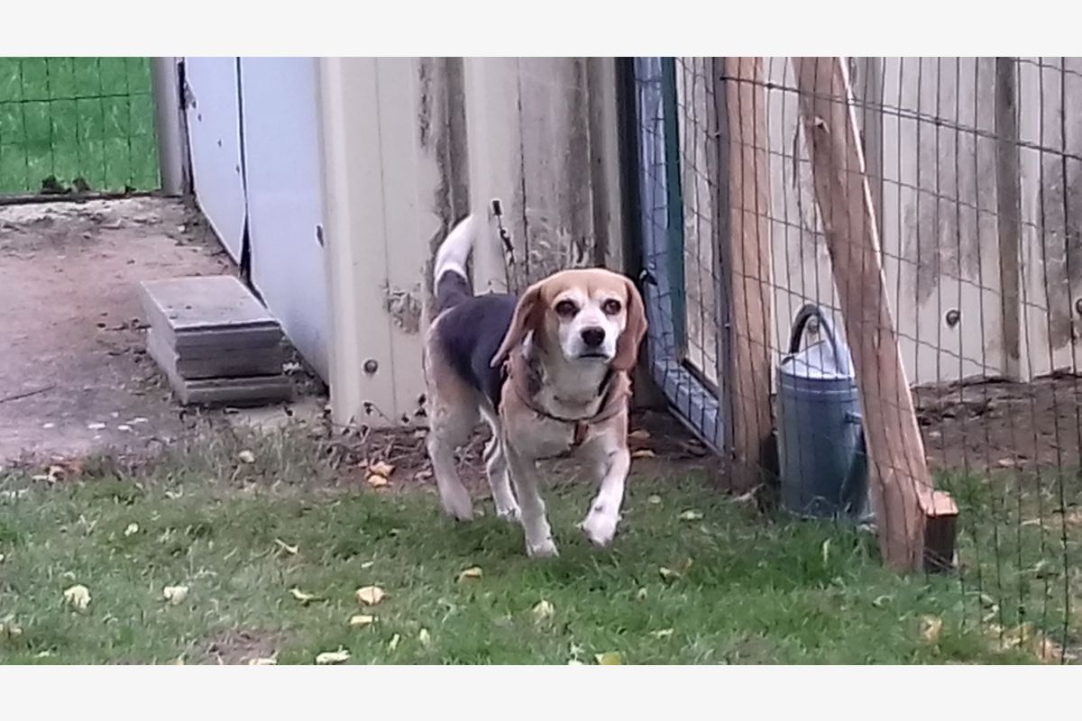 Donne chienne apparence beagle