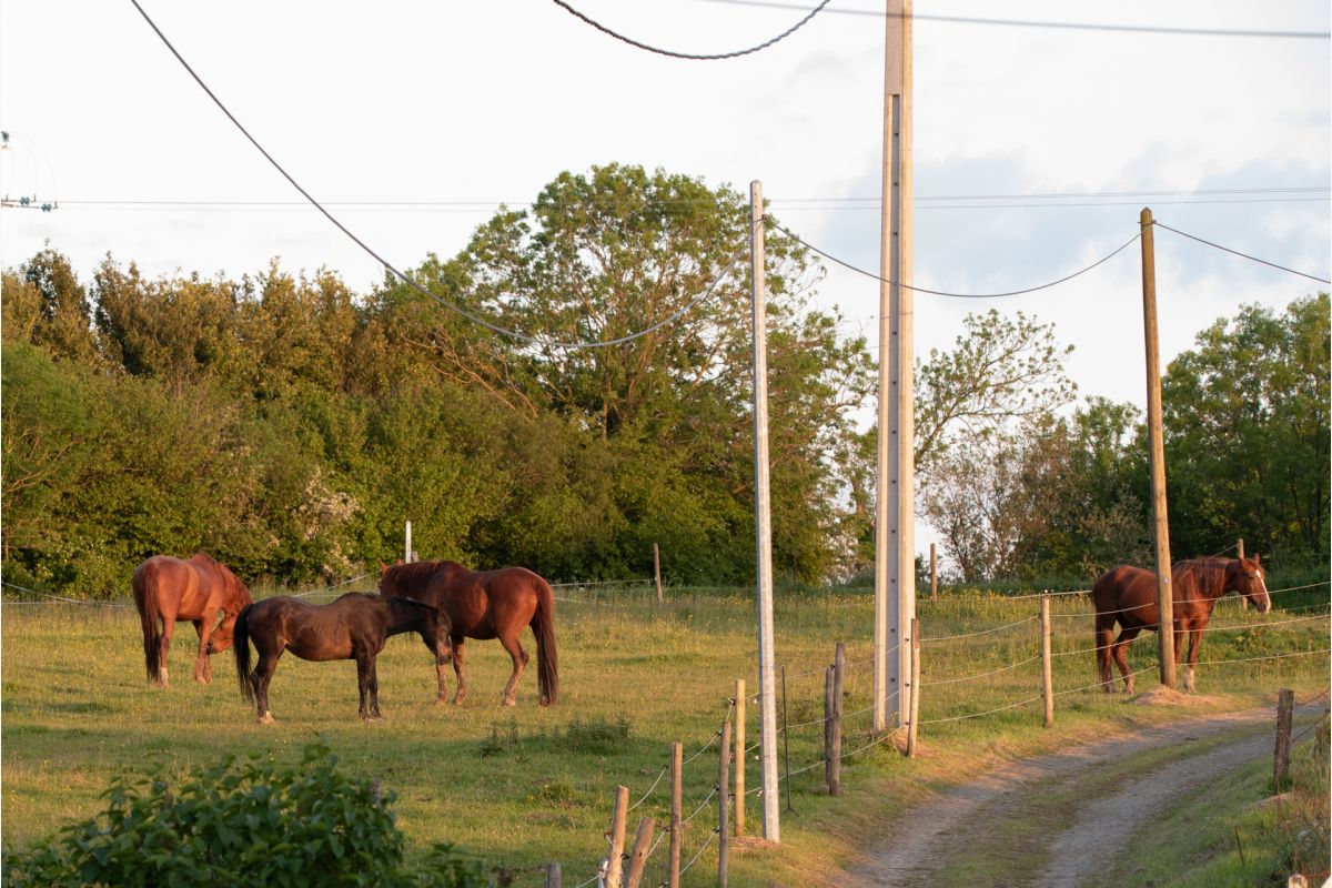 Chevaux à adopter