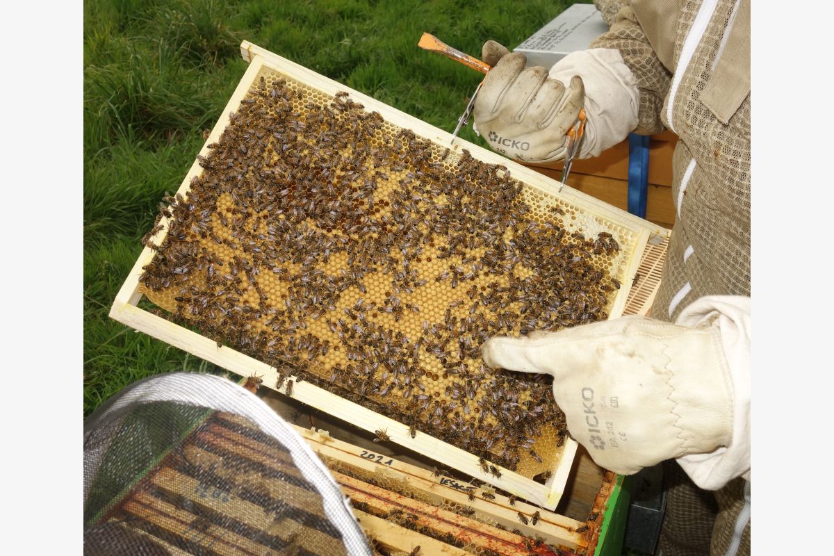 Essaim d'abeilles