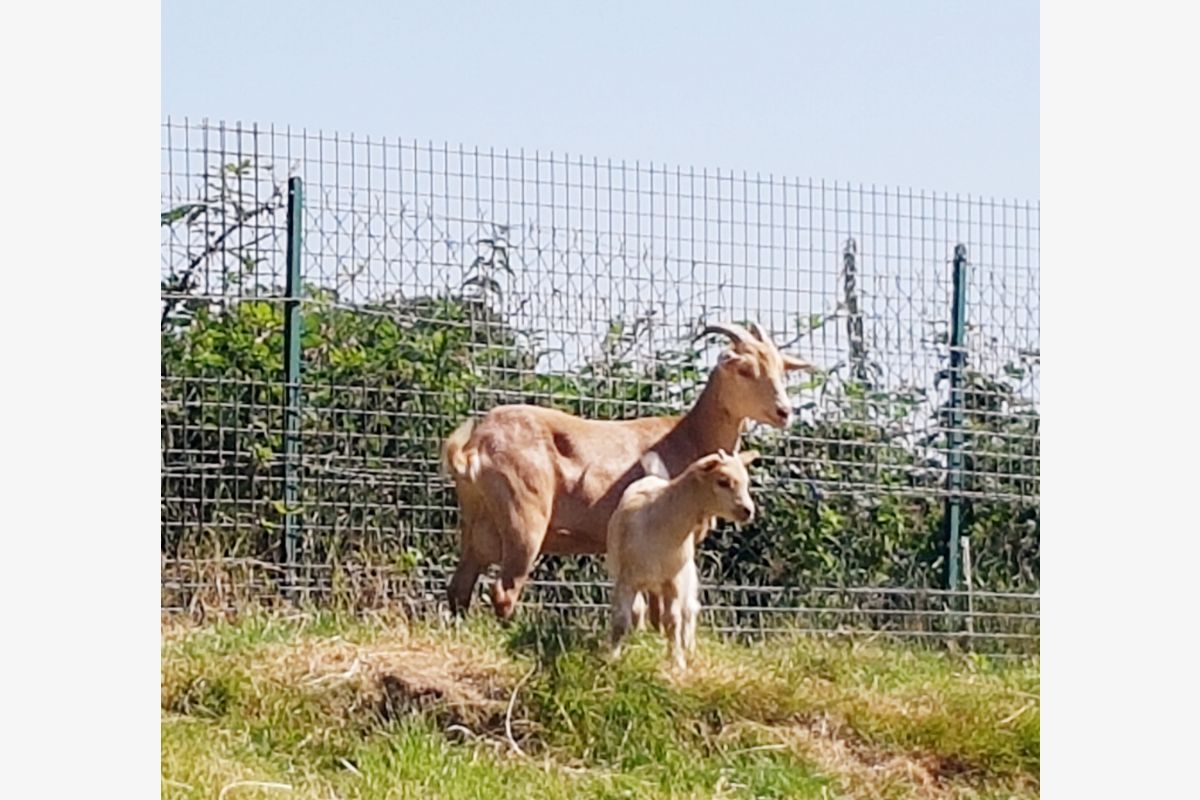 Vends jolies chèvres naines - Une mère et sa chevrette