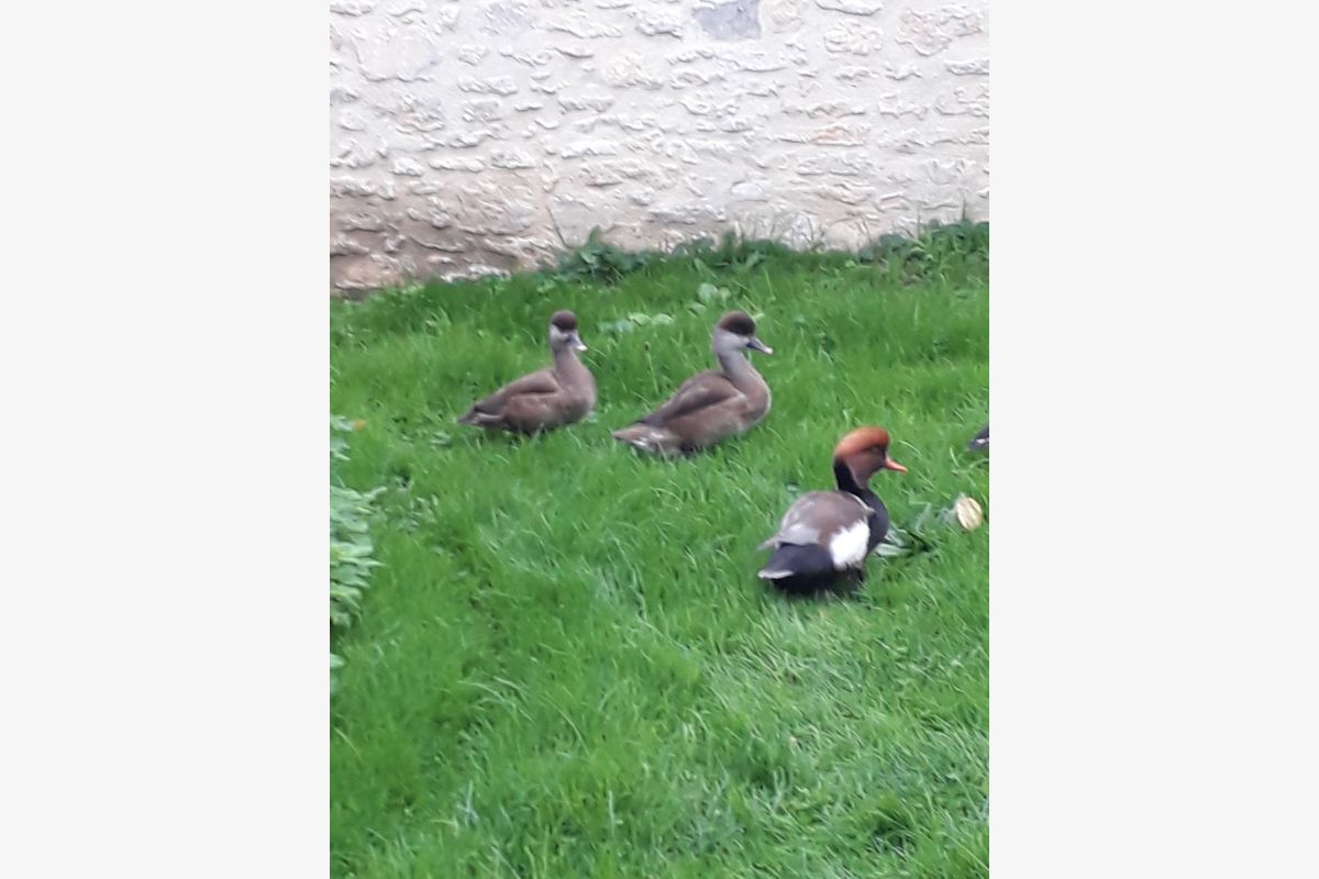 CANARDS D'AGREMENT